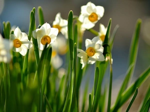 narcissus, Spring