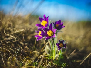 Spring, Flowers, pasque