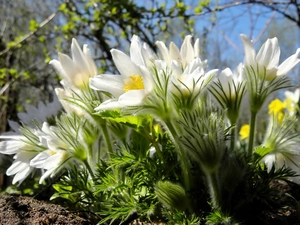 pasque, viewes, Spring, trees