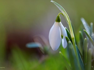 Snowdrop, Colourfull Flowers, Spring, White