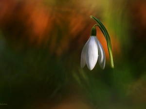 Snowdrop, Colourfull Flowers, Spring, White