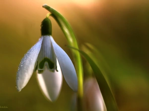 Snowdrop, Colourfull Flowers, Spring, White