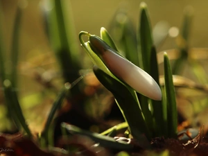 Snowdrop, Colourfull Flowers, Spring, White