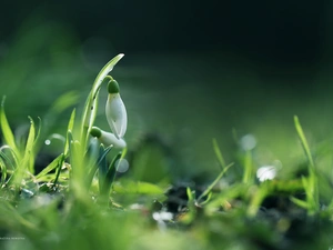 Snowdrop, Colourfull Flowers, Spring, White