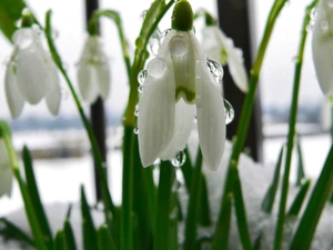 snowdrops, Spring