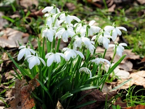 snowdrops, Spring