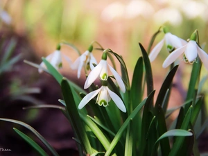 snowdrops, Spring