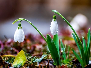 snowdrops, Spring