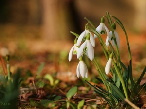 snowdrops, Flowers, Spring, White