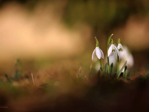 snowdrops, Flowers, Spring, White