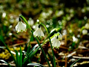 Spring, Flowers, flurry