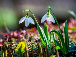 snowdrops, Spring