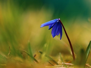 Siberian squill, Colourfull Flowers, Spring, blue