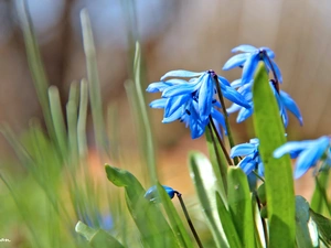 Siberian squill, Flowers, Spring, Blue