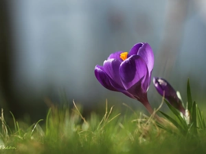 Violet, Colourfull Flowers, Spring, crocus