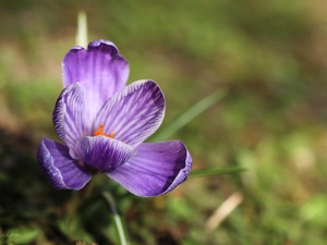 Violet, Colourfull Flowers, Spring, crocus