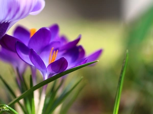 Violet, Colourfull Flowers, Spring, crocus