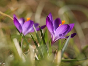 Violet, Colourfull Flowers, Spring, crocus