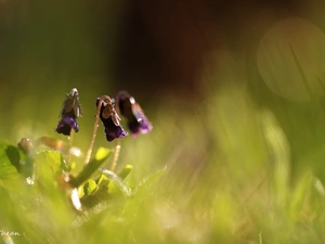 Violets, Flowers, Spring, fragrant