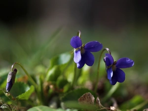 Violets, Flowers, Spring, fragrant