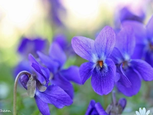 fragrant violets, Flowers, Spring, purple