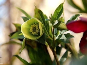 Yellow, Flowers, Spring, Anemones