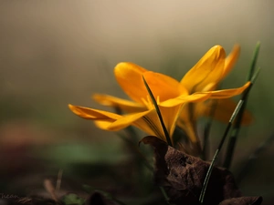 Yellow, Colourfull Flowers, Spring, crocus