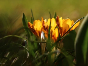 Yellow, Flowers, Spring, crocuses