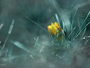 Yellow, Flowers, Spring, crocuses