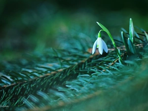 Snowdrop, Colourfull Flowers, spruce, White