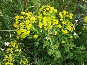spurge, Spring, Flowers