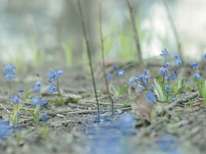Siberian squill, Blue, Flowers, change