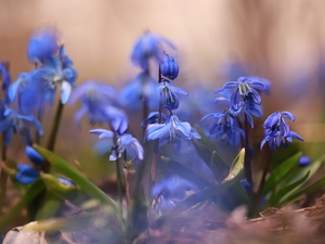 Siberian squill, Blue, rapprochement, Flowers