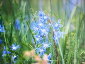 blur, Flowers, Glory of the Snow