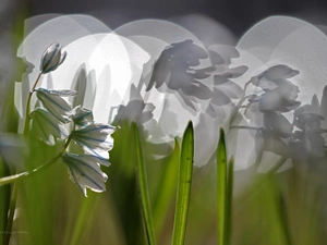Siberian squill, Bokeh, Close, Flowers