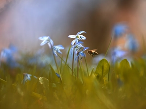 Siberian squill, Flowers, Insect, bee