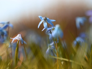 Siberian squill, Flowers, rapprochement, Blue
