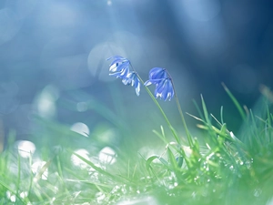 Siberian squill, Flowers, rapprochement, Blue
