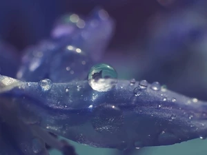 drop, Close, petal, squill, Colourfull Flowers