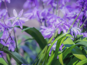 squill, purple, Flowers