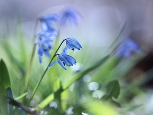 Flowers, Blue, Siberian squill