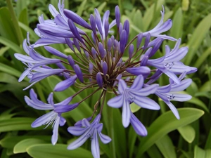 Flowers, squill