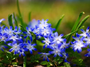squill, Siberian