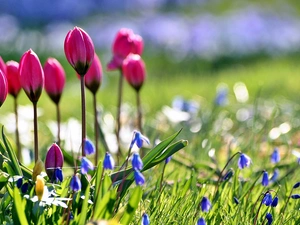 Spring, Tulips, squill, Garden