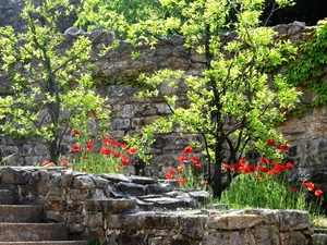 papavers, viewes, Stairs, trees