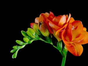 Colourfull Flowers, freesia, stalk