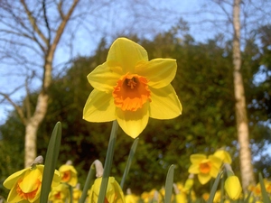 narcissus, stalk