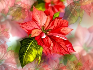 graphics, Colourfull Flowers, star of Bethlehem