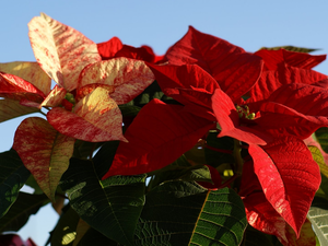 Poinsettia, Colourfull Flowers, star of Bethlehem