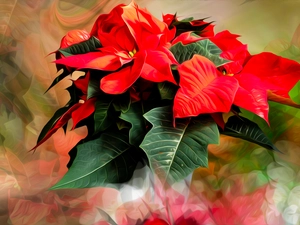 Flowers, poinsettia, graphics, star of Bethlehem